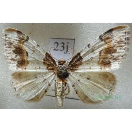 Ligdia adustata (denis & schiffermüller, 1775) Plamiec trzmieliniak Czech23j
